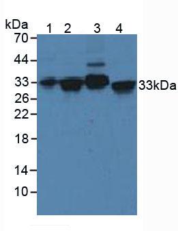 STX2 / Syntaxin 2 Antibody - Western Blot; Sample: Lane1: Human Serum; Lane2: Human Lung Tissue; Lane3: Porcine Brain Tissue; Lane4: Human Hela Cells.