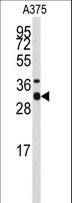 STX3 / Syntaxin 3 Antibody - Western blot of anti-STX3 Antibody in A375 cell line lysates (35 ug/lane). STX3(arrow) was detected using the purified antibody.