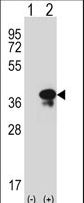 STX3 / Syntaxin 3 Antibody - Western blot of STX3 (arrow) using rabbit polyclonal STX3 Antibody. 293 cell lysates (2 ug/lane) either nontransfected (Lane 1) or transiently transfected (Lane 2) with the STX3 gene.