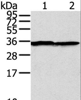 STX3 / Syntaxin 3 Antibody - Western blot analysis of A375 cell, using STX3 Polyclonal Antibody at dilution of 1:400.