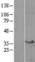 STX3 / Syntaxin 3 Protein - Western validation with an anti-DDK antibody * L: Control HEK293 lysate R: Over-expression lysate