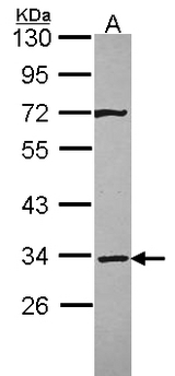 STX4 / Syntaxin 4 Antibody - Sample (30 ug of whole cell lysate). A: A431 . 10% SDS PAGE. STX4 / Syntaxin 4 antibody diluted at 1:3000.