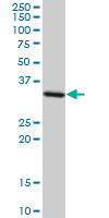 STX4 / Syntaxin 4 Antibody - STX4A monoclonal antibody (M02), clone 6A1. Western blot of STX4A expression in HeLa.