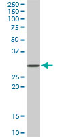 STX4 / Syntaxin 4 Antibody - STX4A monoclonal antibody (M02), clone 6A1. Western blot of STX4A expression in Raw 264.7.