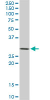 STX4 / Syntaxin 4 Antibody - STX4A monoclonal antibody (M02), clone 6A1. Western blot of STX4A expression in NIH/3T3.