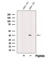 STX4 / Syntaxin 4 Antibody - Western blot analysis of extracts of HEK293 cells using Syntaxin4 antibody. The lane on the left was treated with blocking peptide.
