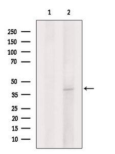 STX4 / Syntaxin 4 Antibody