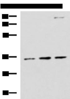 STX5 / Syntaxin 5 Antibody - Western blot analysis of HepG2 A431 and Raji cell lysates  using STX5 Polyclonal Antibody at dilution of 1:1000
