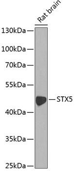 STX5 / Syntaxin 5 Antibody - Western blot analysis of extracts of rat brain using STX5 Polyclonal Antibody at dilution of 1:1000.