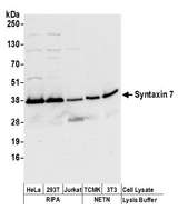 STX7 / Syntaxin 7 Antibody - Detection of human and mouse Syntaxin 7 by western blot. Samples: Whole cell lysate (50 µg) from HeLa, HEK293T, Jurkat, mouse TCMK-1, and mouse NIH 3T3 cells prepared using NETN and RIPA lysis buffer. Antibodies: Affinity purified rabbit anti-Syntaxin 7 antibody used for WB at 0.1 µg/ml. Detection: Chemiluminescence with an exposure time of 30 seconds.