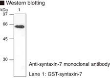 STX7 / Syntaxin 7 Antibody