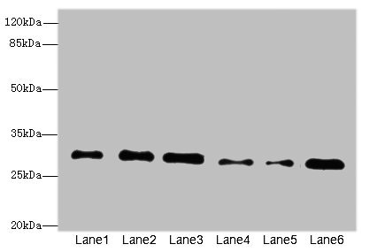 STX7 / Syntaxin 7 Antibody - Western blot All Lanes: STX7antibody at 2.39ug/ml Lane 1 : Mouse brain tissue Lane 2 : Mouse spleen tissue Lane 3 : Hela whole cell lysate Lane 4 : Jurkat whole cell lysate Lane 5 : NIH/3T3 whole cell lysate Lane 6 : HepG-2 whole cell lysate Secondary Goat polyclonal to Rabbit IgG at 1/10000 dilution Predicted band size: 30,28 kDa Observed band size: 30 kDa