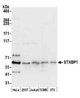 STXBP1 / MUNC18-1 Antibody - Detection of human and mouse STXBP1 by western blot. Samples: Whole cell lysate (50 µg) from HeLa, HEK293T, Jurkat, mouse TCMK-1, and mouse NIH 3T3 cells prepared using NETN lysis buffer. Antibody: Affinity purified rabbit anti-STXBP1 antibody used for WB at 0.1 µg/ml. Detection: Chemiluminescence with an exposure time of 30 seconds.