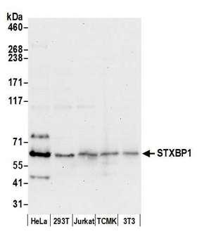 STXBP1 / MUNC18-1 Antibody - Detection of human and mouse STXBP1 by western blot. Samples: Whole cell lysate (50 µg) from HeLa, HEK293T, Jurkat, mouse TCMK-1, and mouse NIH 3T3 cells prepared using NETN lysis buffer. Antibody: Affinity purified rabbit anti-STXBP1 antibody used for WB at 0.1 µg/ml. Detection: Chemiluminescence with an exposure time of 30 seconds.