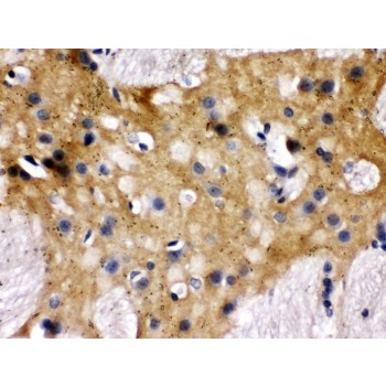 STXBP1 / MUNC18-1 Antibody - Munc18-1 antibody IHC-paraffin. IHC(P): Rat Brain Tissue.