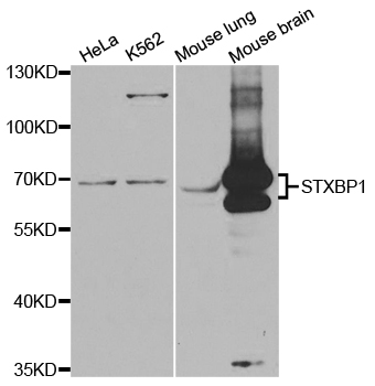 STXBP1 / MUNC18-1 Antibody - Western blot analysis of extracts of various cell lines.