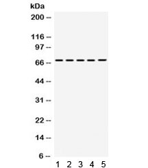 STXBP1 / MUNC18-1 Antibody