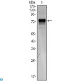 STXBP1 / MUNC18-1 Antibody - Western Blot (WB) analysis using XBP-1 Monoclonal Antibody against XBP1-hIgGFc transfected HEK293 cell lysate.