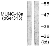 STXBP1 / MUNC18-1 Antibody - Western blot analysis of lysates from COS7 cells treated with PMA 125ng/ml 30', using MUNC-18a (Phospho-Ser313) Antibody. The lane on the right is blocked with the phospho peptide.