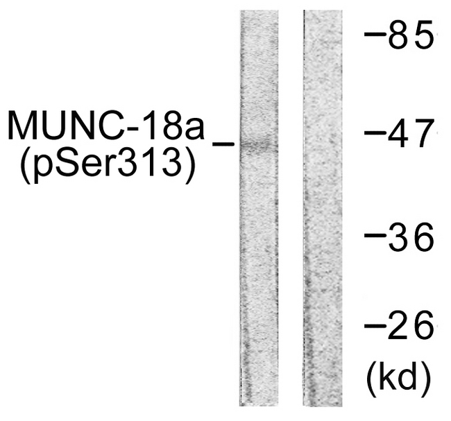 STXBP1 / MUNC18-1 Antibody - Western blot analysis of lysates from COS7 cells treated with PMA 125ng/ml 30', using MUNC-18a (Phospho-Ser313) Antibody. The lane on the right is blocked with the phospho peptide.