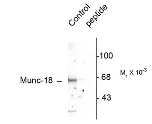 STXBP1 / MUNC18-1 Antibody - Western blot of rat cortex lysate showing specific immunolabeling of the ~65k Munc-18 protein phosphorylated at Ser515. Immunolabeling is blocked by the phosphopeptide (peptide) used as antigen but not by the corresponding dephosphopeptide (not shown).