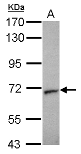 STXBP2 Antibody - Sample (30 ug of whole cell lysate). A: HCT116. 7.5% SDS PAGE. STXBP2 antibody diluted at 1:1000.