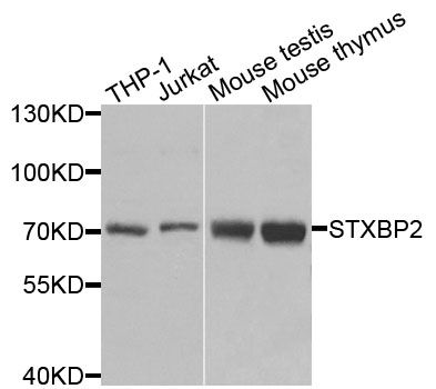 STXBP2 Antibody - Western blot analysis of extracts of various cell lines, using STXBP2 antibody at 1:1000 dilution. The secondary antibody used was an HRP Goat Anti-Rabbit IgG (H+L) at 1:10000 dilution. Lysates were loaded 25ug per lane and 3% nonfat dry milk in TBST was used for blocking. An ECL Kit was used for detection and the exposure time was 90s.