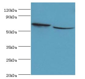 STXBP3 Antibody - Western blot. All lanes: STXBP3 antibody at 10 ug/ml. Lane 1: HepG2 whole cell lysate. Lane 2: K562 whole cell lysate. Secondary antibody: Goat polyclonal to rabbit at 1:10000 dilution. Predicted band size: 68 kDa. Observed band size: 68 kDa.