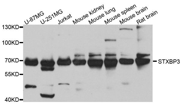 STXBP3 Antibody - Western blot analysis of extract of various cells.