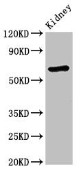 STXBP3 Antibody - Western Blot Positive WB detected in:Mouse kidney tissue All Lanes:STXBP3 antibody at 3.4µg/ml Secondary Goat polyclonal to rabbit IgG at 1/50000 dilution Predicted band size: 68 KDa Observed band size: 68 KDa