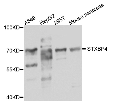 STXBP4 Antibody - Western blot analysis of extract of various cells.