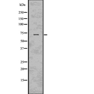 STXBP4 Antibody - Western blot analysis of STXBP4 using COS7 whole lysates.