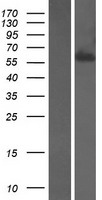 STXBP4 Protein - Western validation with an anti-DDK antibody * L: Control HEK293 lysate R: Over-expression lysate
