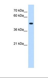 STYK1 Antibody - HepG2 cell lysate. Antibody concentration: 0.25 ug/ml. Gel concentration: 12%.  This image was taken for the unconjugated form of this product. Other forms have not been tested.