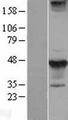 STYK1 Protein - Western validation with an anti-DDK antibody * L: Control HEK293 lysate R: Over-expression lysate