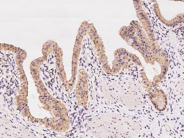 STYX Antibody - Immunochemical staining of human STYX in human gallbladder with rabbit polyclonal antibody at 1:100 dilution, formalin-fixed paraffin embedded sections.