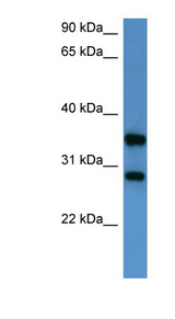 STYXL1 Antibody - STYXL1 antibody Western blot of HepG2 cell lysate.  This image was taken for the unconjugated form of this product. Other forms have not been tested.