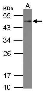 STYXL1 Antibody - Sample (30 ug of whole cell lysate) A: A549 12% SDS PAGE STYXL1 antibody diluted at 1:500