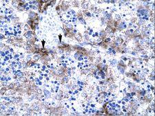 SUB1 Antibody - SUB1 antibody P100960_T100-NP_006704-PC4 Antibody was used in IHC to stain formalin-fixed, paraffin-embedded human liver.  This image was taken for the unconjugated form of this product. Other forms have not been tested.