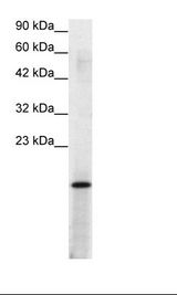 SUB1 Antibody - HepG2 Cell Lysate.  This image was taken for the unconjugated form of this product. Other forms have not been tested.