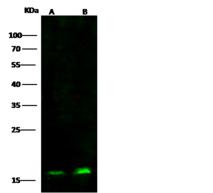 SUB1 Antibody - Anti-SUB1 mouse monoclonal antibody at 1:500 dilution. Lane A: NIH-3T3 Whole Cell Lysate. Lane B: Raji Whole Cell Lysate. Lysates/proteins at 30 ug per lane. Secondary: Goat Anti-Mouse IgG H&L (Dylight800) at 1/15000 dilution. Developed using the Odyssey technique. Performed under reducing conditions. Predicted band size: 14 kDa. Observed band size: 16 kDa.