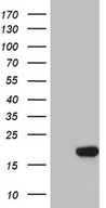 SUB1 Antibody - HEK293T cells were transfected with the pCMV6-ENTRY control. (Left lane) or pCMV6-ENTRY SUB1. (Right lane) cDNA for 48 hrs and lysed