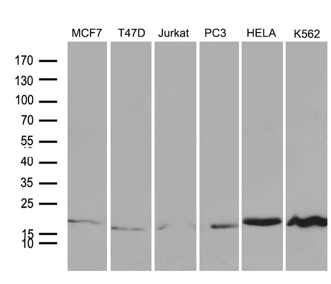 SUB1 Antibody - Western blot analysis of extracts. (35ug) from 6 different cell lines by using anti-SUB1 monoclonal antibody. (1:500)
