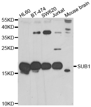 SUB1 Antibody - Western blot analysis of extracts of various cell lines.