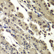 SUB1 Antibody - Immunohistochemistry of paraffin-embedded human stomach tissue.