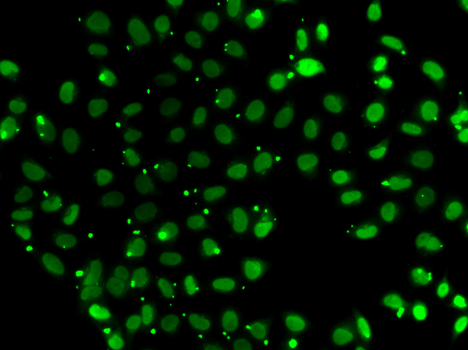 SUB1 Antibody - Immunofluorescence analysis of A549 cells.