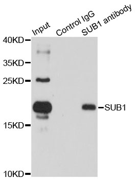 SUB1 Antibody - Immunoprecipitation analysis of 150ug extracts of HL60 cells.