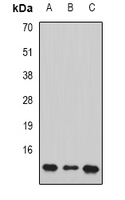 SUB1 Antibody - Western blot analysis of PC4 expression in HL60 (A); Jurkat (B); mouse brain (C) whole cell lysates.