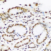 SUB1 Antibody - Immunohistochemical analysis of PC4 staining in human stomach formalin fixed paraffin embedded tissue section. The section was pre-treated using heat mediated antigen retrieval with sodium citrate buffer (pH 6.0). The section was then incubated with the antibody at room temperature and detected using an HRP conjugated compact polymer system. DAB was used as the chromogen. The section was then counterstained with hematoxylin and mounted with DPX.
