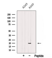 SUB1 Antibody - Western blot analysis of extracts of A549 cells using SUB1 antibody. The lane on the left was treated with blocking peptide.